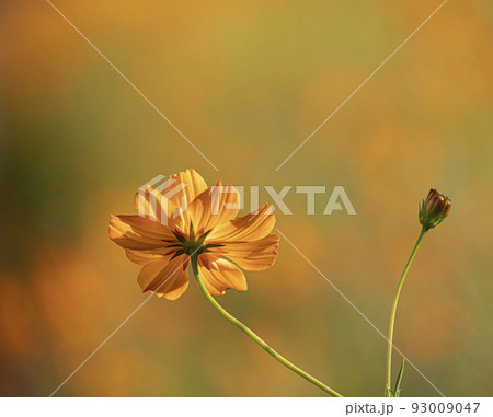 花 野花 黄色 93009047