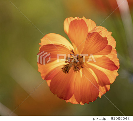 花 野花 黄色 93009048