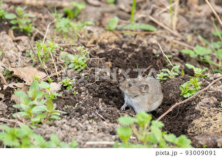 The striped field mouse 93009091