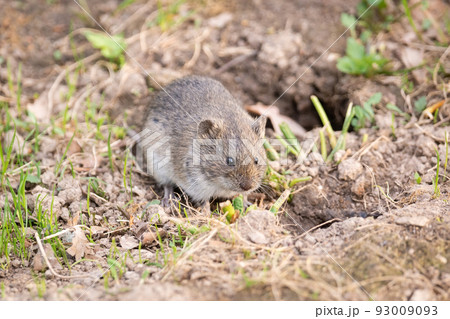 The striped field mouse The striped field mouse 93009093