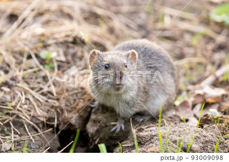 The striped field mouse 93009098