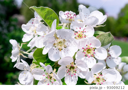 Cherry blossoms tree background 93009212