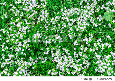 background of blue veronica flowers background of blue veronica flowers 93009229