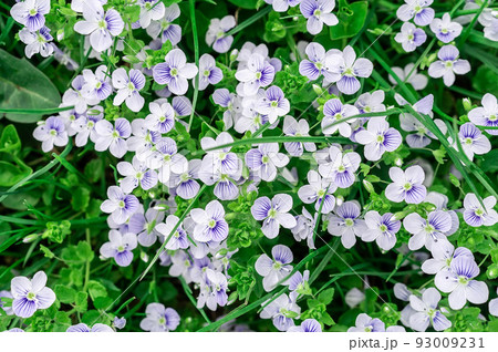 background of blue veronica flowers background of blue veronica flowers 93009231