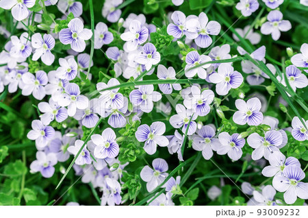 background of blue veronica flowers background of blue veronica flowers 93009232
