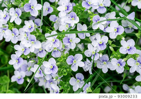 background of blue veronica flowers background of blue veronica flowers 93009233