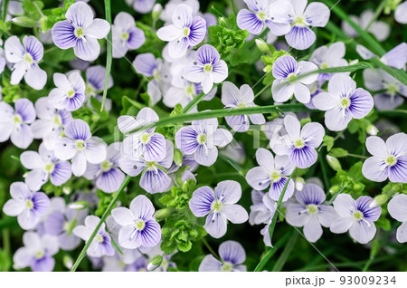 background of blue veronica flowers background of blue veronica flowers 93009234