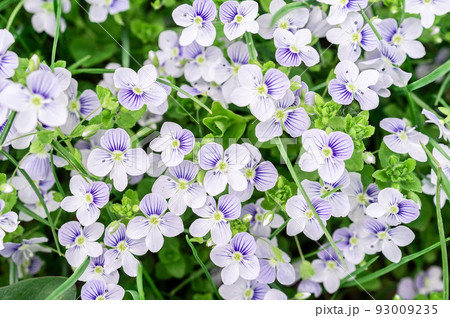 background of blue veronica flowers background of blue veronica flowers 93009235