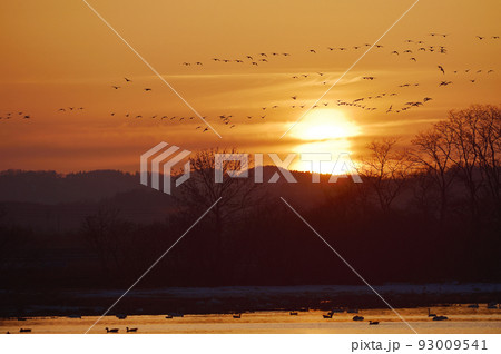 夕陽とマガン(北海道・宮島沼) 93009541
