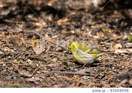 Eurasian Siskin on the ground Eurasian Siskin on the ground 93009698