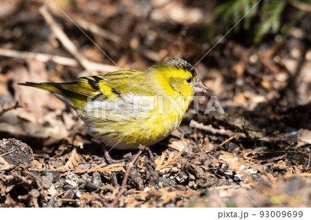 Eurasian Siskin on the ground 93009699