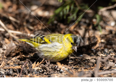 Eurasian Siskin on the ground 93009700