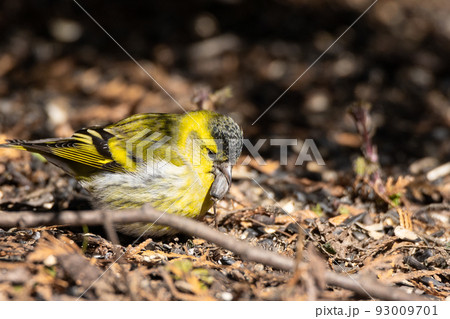 Eurasian Siskin on the ground 93009701