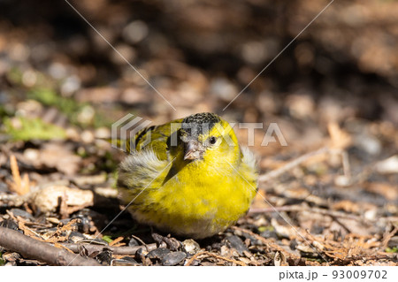 Eurasian Siskin on the ground Eurasian Siskin on the ground 93009702