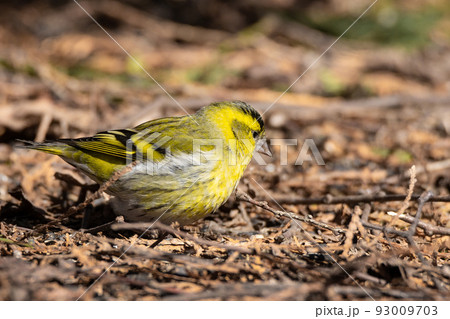 Eurasian Siskin on the ground 93009703