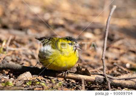 Eurasian Siskin on the ground 93009704