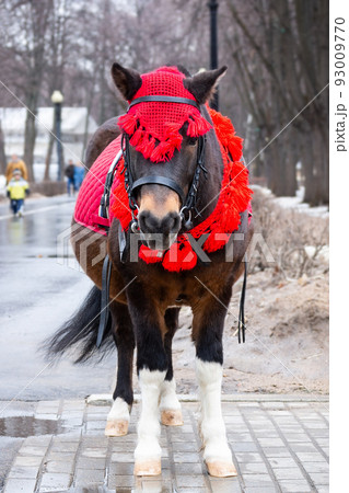 pony in winter Park pony in winter Park 93009770