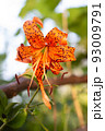 A wild lily flower growing on a branch 93009791