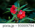 Small red flowers grow on a green stem 93009794
