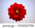 A large red flower on a white background 93009796
