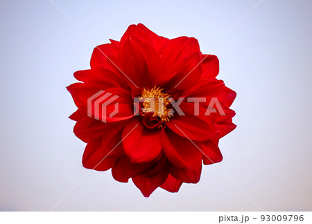 A large red flower on a white background A large red flower on a white background 93009796