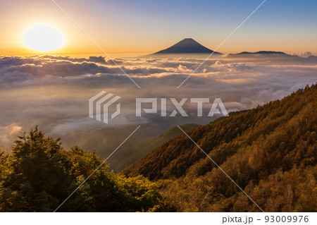（山梨県）大雲海に浮かぶ富士山　日の出 93009976