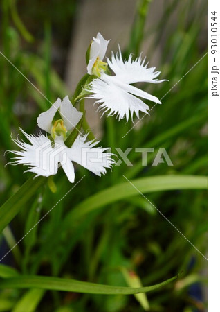 白鷺の舞 サギソウ(鷺草) 白鷺の舞 サギソウ(鷺草) 93010544