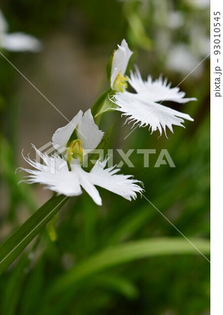 白鷺の舞 サギソウ(鷺草) 白鷺の舞 サギソウ(鷺草) 93010545
