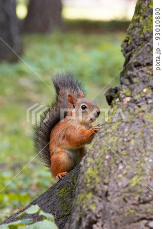 Squirrel in the autumn park Squirrel in the autumn park 93010890