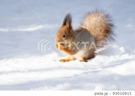 squirrel snow winter 93010915