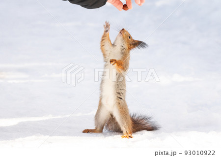 Squirrel reaching for the nut 93010922