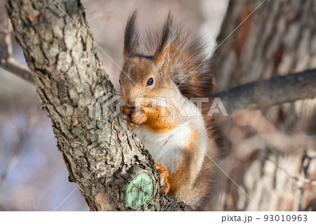 Squirrel tree in winter 93010963