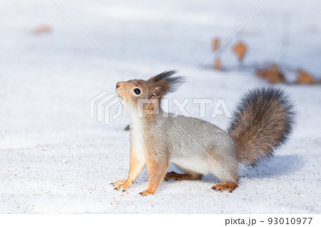 squirrel snow winter 93010977
