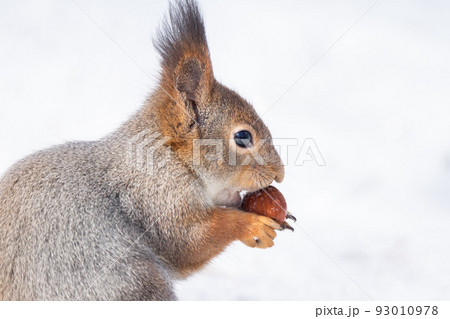 squirrel snow winter squirrel snow winter 93010978