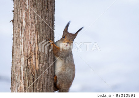 Squirrel tree in winter 93010991