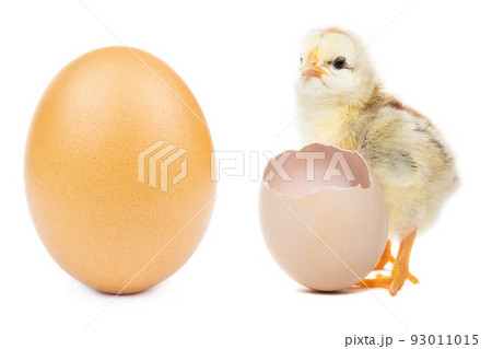 chicken egg on white background 93011015