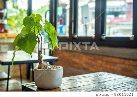 Philodendron Selloum in Plant pot on wooden table and Wall with Window in white the room vintage style in cafe interior in coffee shop with decorations and copy space Background 93011021