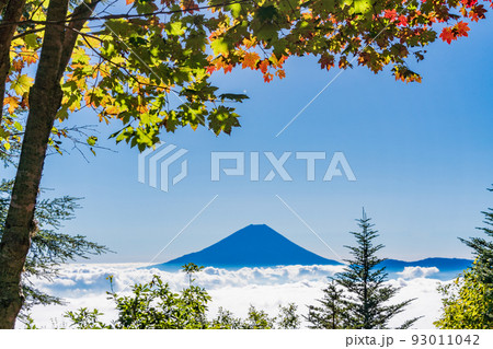 （山梨県）紅葉が始まった櫛形山の山麓から眺める、富士山 93011042