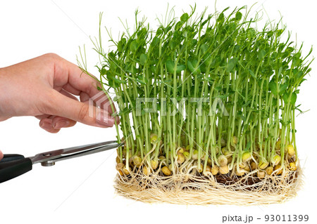 The girl cuts the sprouts of pea microgreens.. The concept of healthy eating and organic food The girl cuts the sprouts of pea microgreens.. The concept of healthy eating and organic food 93011399