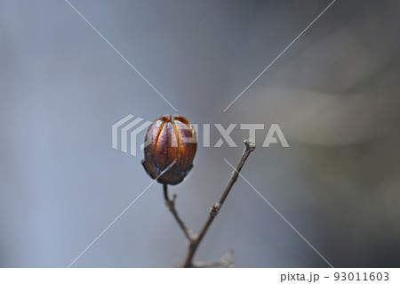 Crepe myrtle 93011603
