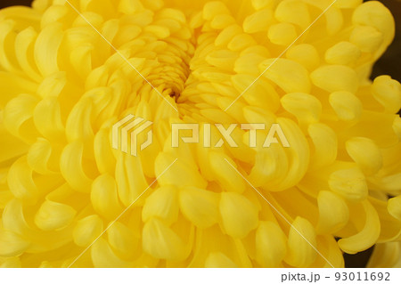菊の花 菊の花 93011692