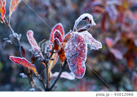 氷点下の朝 93012066