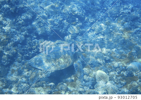 みどり亀 緑亀 あおうみがめ 93012705