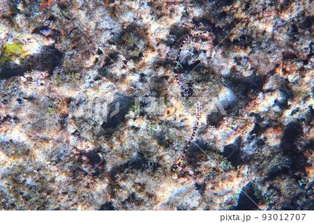 魚 魚類 サカナ 93012707