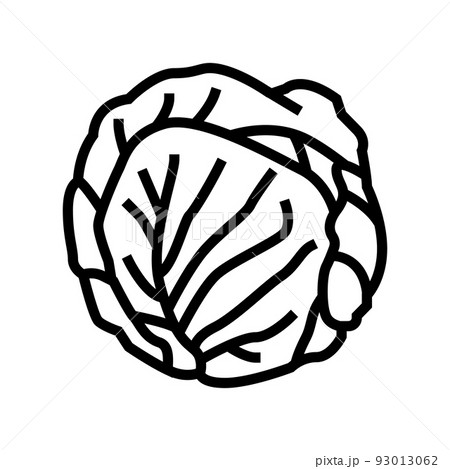 green cabbage line icon vector illustration green cabbage line icon vector illustration 93013062