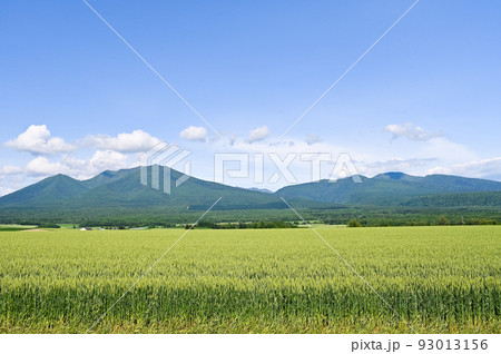 6月の富良野の畑と風景 93013156