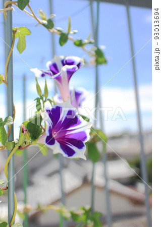 朝顔高見 掛軸 朝顔 縦 朝顔 掛け軸 夏 既製掛軸 出口華凰 朝顔 尺五立