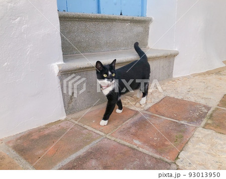 【スペイン】フリヒリアナの旧市街を歩く白黒猫 93013950