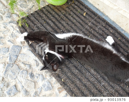 【スペイン】マットの上で伸びをする白黒猫(フリヒリアナ) 【スペイン】マットの上で伸びをする白黒猫(フリヒリアナ) 93013976