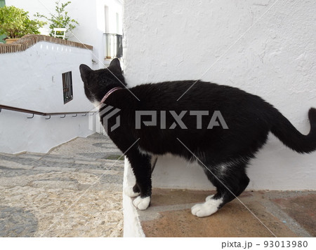 【スペイン】フリヒリアナの旧市街を歩く白黒猫の後ろ姿 93013980